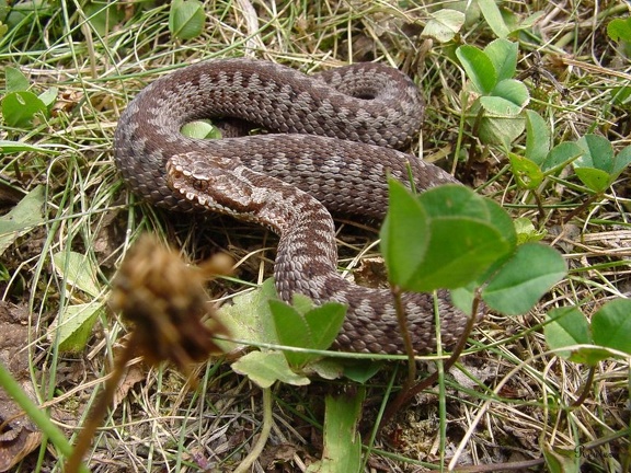 Kreuzotter (Vipera berus)